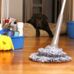 Warning!  Your clean house could be poisoning your pets